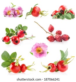 Rose hips (Rosa canina) flowers and fruits isolated on white background