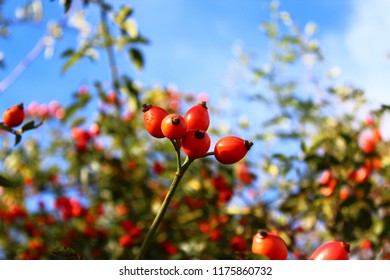 rose hips in the summer