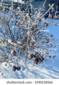 Rose Hips Or Sweet Briar Frozen In Winter