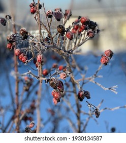 Rose Hips Or Sweet Briar Frozen In Winter