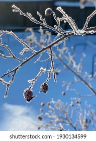 Rose Hips Or Sweet Briar Frozen In Winter