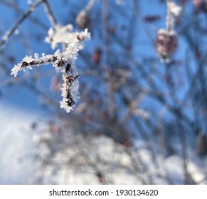 Rose Hips Or Sweet Briar Frozen In Winter