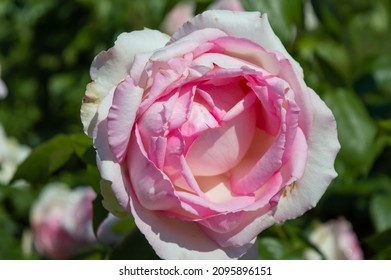 Rose Honore De Balzac Pink White Rose In The Park Garden Close Up View