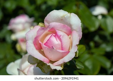 Rose Honore De Balzac Pink Rose In The Park Garden Close Up View