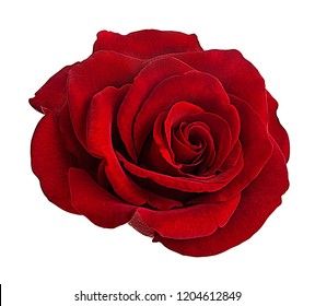 Rose Isolated On White Background Stock Photo 1204612837 | Shutterstock