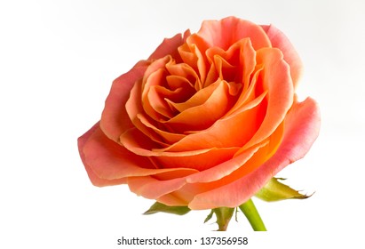 Rose isolated on the white background.