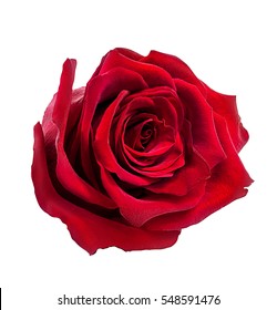 Rose Isolated On White Background Stock Photo 1204612837 | Shutterstock