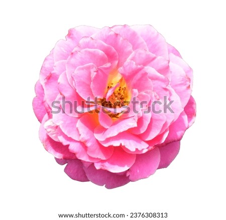 Rose isolated in white background, no shadow with clipping path, pastel pink rose flower