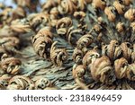  Rose of Jericho plants close up, Selaginella lepidophylla , resurrection plant, macro, details. View from above