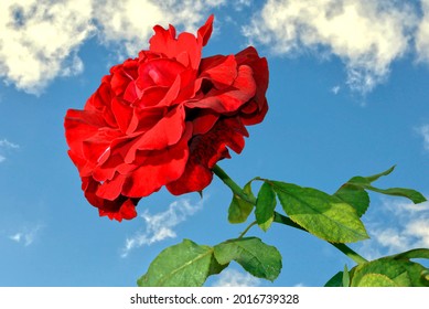 Rose Latin Name Rosa Don Juan With A Blue Sky Background