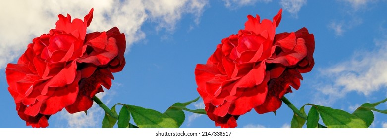 Rose Latin Name Rosa Don Juan With A Blue Sky Background