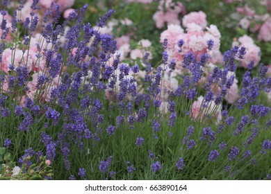 Rose And Lavandula Angustifolia