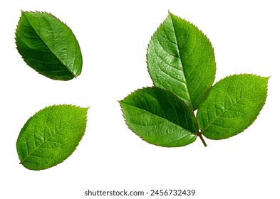 Rose leaf isolated, Cutout twig with green leaves,Nature element for banner or card decoration with clipping path - Powered by Shutterstock