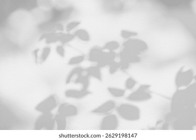 Rose leaf shadow. Shadows and light from sunlight of natural rose leaf tree branch plant , grey rose leaves shadow overlay effect for foliage mockup