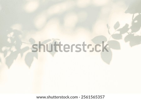 Rose leaf shadow. Shadows and light from sunlight of natural rose leaf tree branch plant , grey rose leaves shadow overlay effect for foliage mockup