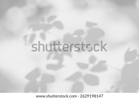 Rose leaf shadow. Shadows and light from sunlight of natural rose leaf tree branch plant , grey rose leaves shadow overlay effect for foliage mockup