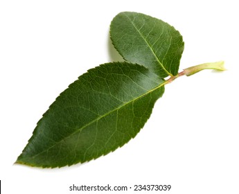 Rose leafs isolated on white