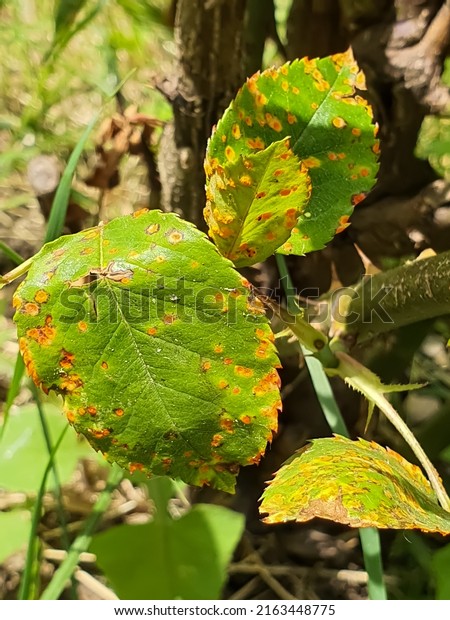 Rose leaves with symptoms of\
fungal infection. Rose rust fungus - Phragmidium\
mucronatum.