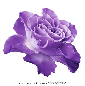 Rose Light Violet Flower  On White Isolated Background With Clipping Path.  Side View. Closeup.  Nature. 