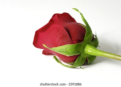 rose macro