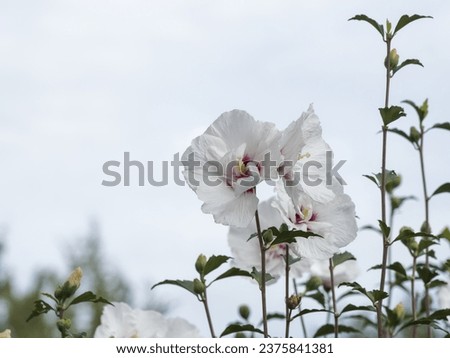 Rose mallow or Shrub althea 'China chiffon' (Hibiscus syriacus). Popular as garden tree, covered with large and numerous white flowers,veined red and yellow-tipped white stamens