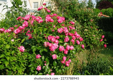 Rose 'Marion' bush blooms profusely with pink flowers in the garden. Rose is a woody perennial flowering plant of the genus Rosa, in the family Rosaceae. Berlin, Germany