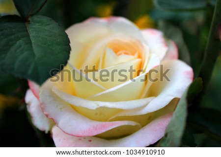 Rose of mixed pink and yellow color