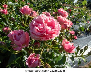 Rose 'Moin moin' or ' Pink Flower Circus' blooming in small clusters, with a double, cupped flower, 5 cm in diameter, consisting of 40 salmon pink petals in the garden - Powered by Shutterstock