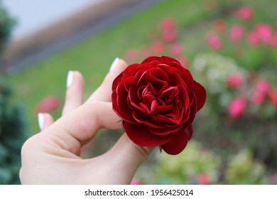 Most Beautiful Flowers World Hd Stock Images Shutterstock