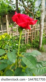 A Rose in my Village - Shutterstock ID 1447817705