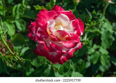 Rose Nostalgie Red white rose in the park garden - Shutterstock ID 2225917739