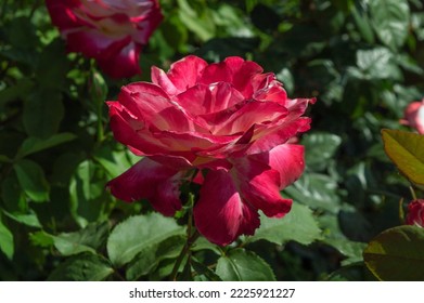 Rose Nostalgie Red white rose in the park garden close up view - Shutterstock ID 2225921227