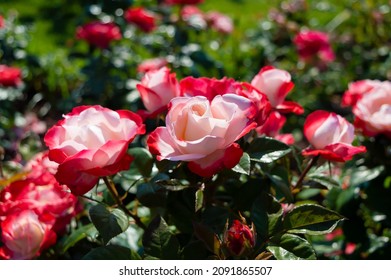 Rose Nostalgie Red white roses in the park garden - Shutterstock ID 2091865507