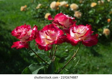 Rose Nostalgie Red white roses in the park garden - Shutterstock ID 2192674887
