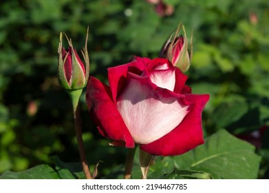 Rose Nostalgie Red white roses in the park garden - Shutterstock ID 2194467785