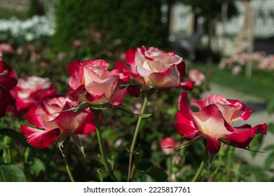 Rose nostalgie Red white roses in the park garden - Shutterstock ID 2225817761