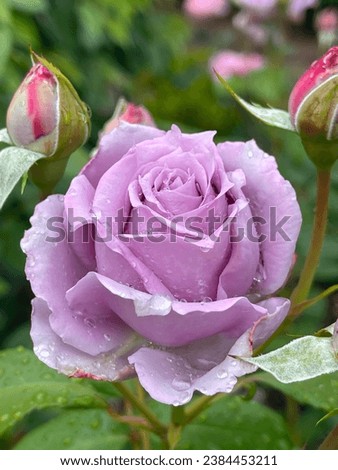 Rose 'Novalis'. Lavender or mauve coloured Floribunda bush rose