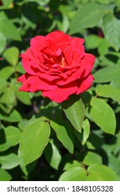 Rose Oklahoma Red Flower - Latin Name - Rosa Oklahoma