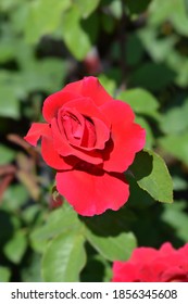 Rose Oklahoma Red Flower - Latin Name - Rosa Oklahoma