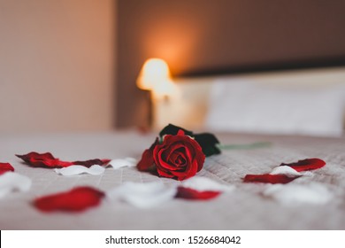 
Rose on the bed in the hotel rooms. Rose and her petals on the bed for a romantic evening
