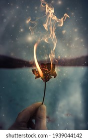 Rose on fire. Bearbeitet mit Lightroom