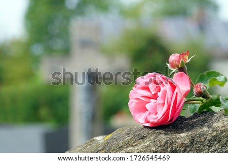 Rose on grave stone in church yard, copy space                               