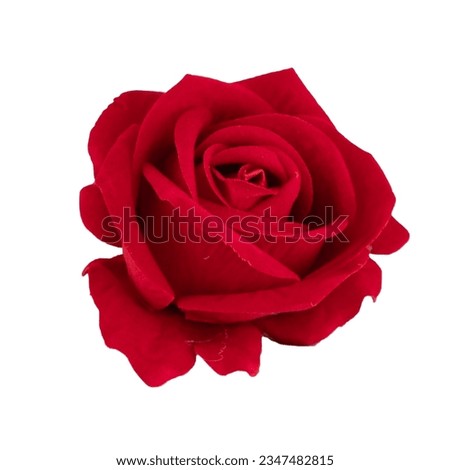 Rose, rose on a green background, wild Rose red, yellow orange white rose