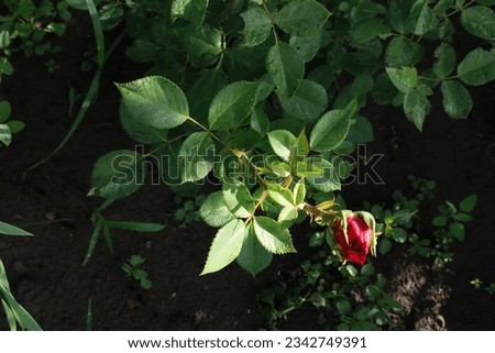 rose outdoor garden beautiful in shadow flower with sunrises gardening day