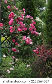 Rose 
Parade In My Garden