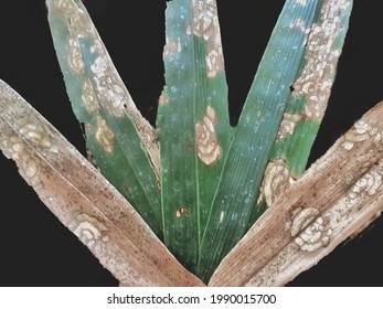 Rose Patten On Bamboo Leaves Is Amazing Art On Dry Leaves,Maravaria Pterocarpi. Olivea Teetonae ,nature Art,Amazing Bamboo Leaves In Forest Betong,south Thailand