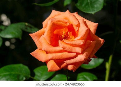 Rose, peach color. In the flowerbed - Powered by Shutterstock