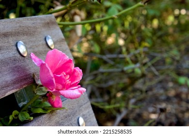 Rose Peeking Through A Garden Bench