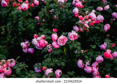 Rose Peony Flowers. Close Up Natural Background