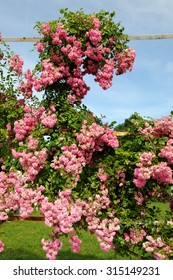 Rose Pergola In Progress